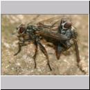 Scathophagidae sp - Fliegenpaar 01 7mm.jpg